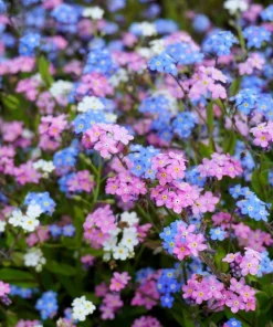 Forget Me Not Flower Seeds - Mixed Pink, Blue, White - 200 Seeds - Image 4