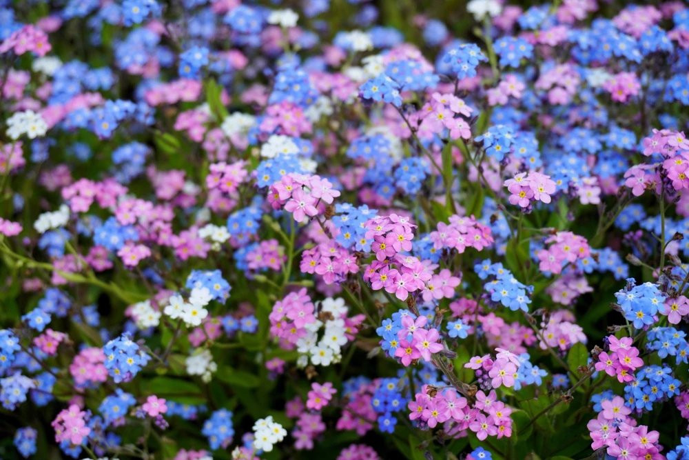 Forget Me Not Flower Seeds - Mixed Pink, Blue, White - 200 Seeds - Image 4