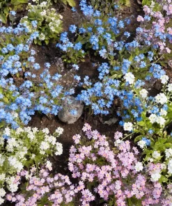 Forget Me Not Flower Seeds - Mixed Pink, Blue, White - 200 Seeds - Image 5