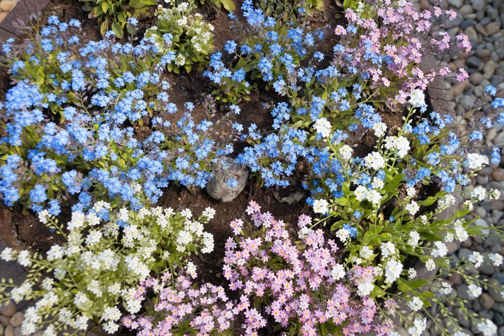 Forget Me Not Flower Seeds - Mixed Pink, Blue, White - 200 Seeds - Image 5