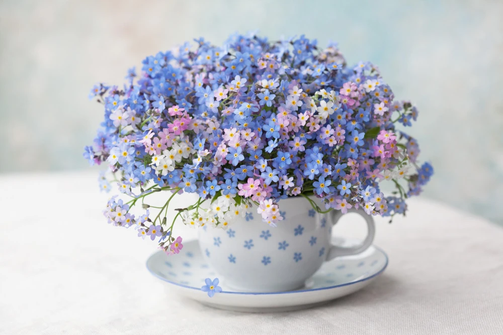 Forget Me Not Flower Seeds - Mixed Pink, Blue, White - 200 Seeds - Image 6