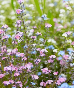 Forget Me Not Flower Seeds - Mixed Pink, Blue, White - 200 Seeds - Image 7