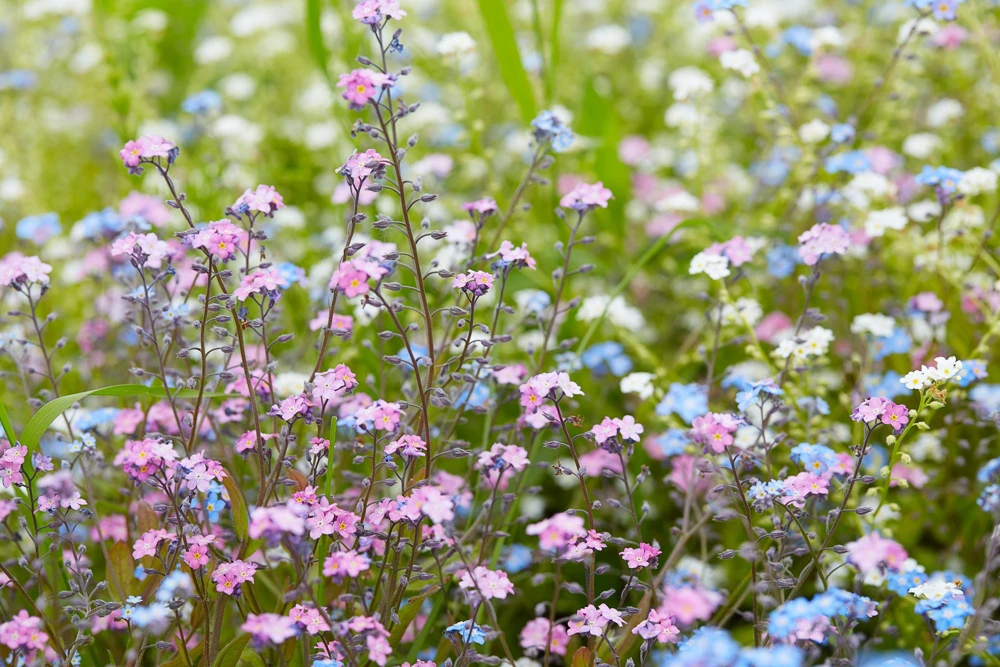 Forget Me Not Flower Seeds - Mixed Pink, Blue, White - 200 Seeds - Image 7