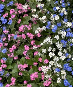 Forget Me Not Flower Seeds - Mixed Pink, Blue, White - 200 Seeds - Image 8