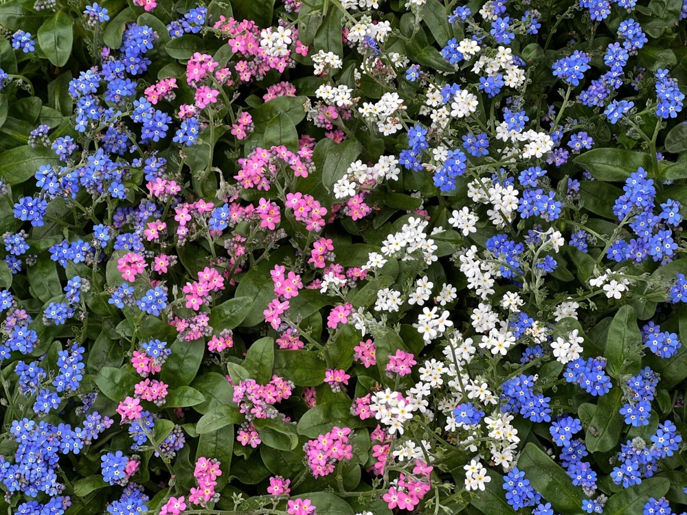 Forget Me Not Flower Seeds - Mixed Pink, Blue, White - 200 Seeds - Image 8