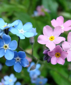 Forget Me Not Flower Seeds - Mixed Pink, Blue, White - 200 Seeds - Image 9