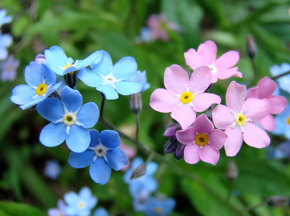 Forget Me Not Flower Seeds - Mixed Pink, Blue, White - 200 Seeds - Image 9