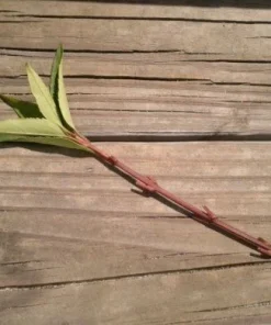 Forsythia Bush Cuttings - 12 Unrooted 6-8 Inch Sections for Planting - Image 2