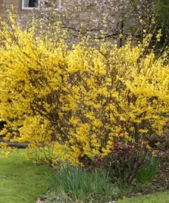 Forsythia Bush Cuttings - 12 Unrooted 6-8 Inch Sections for Planting - Image 5
