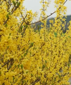 Forsythia Bush Cuttings - 12 Unrooted 6-8 Inch Sections for Planting - Image 7