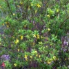Forsythia Bush Cuttings - 12 Unrooted 6-8 Inch Sections for Planting - Image 1