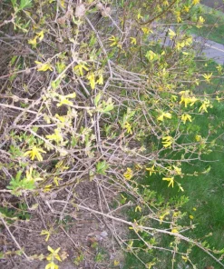 Forsythia Bush Cuttings Set of 12, Unrooted 6-8 Inches, Outdoor Shrub - Image 3