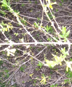 Forsythia Bush Cuttings Set of 12, Unrooted 6-8 Inches, Outdoor Shrub - Image 8