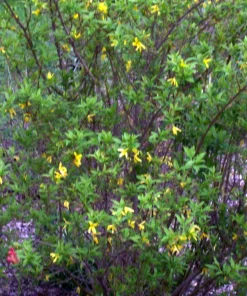 Forsythia Bush Cuttings – Set of 12 Unrooted Stems – 6-8 Inches Tall – Outdoor Shrub - Image 1