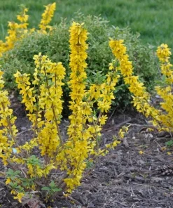 Forsythia Bush Cuttings – Set of 12 Unrooted Stems – 6-8 Inches Tall – Outdoor Shrub - Image 6