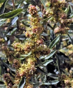 Fourwing Saltbrush Seeds - Atriplex Canescens Desert Shrub, 100 Seeds, Zones 2-9 - Image 2