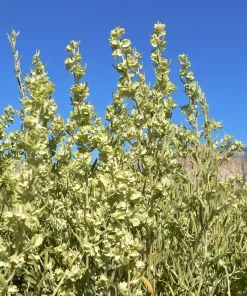 Fourwing Saltbrush Seeds - Atriplex Canescens Desert Shrub, 100 Seeds, Zones 2-9 - Image 3