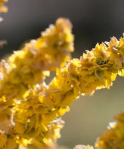 Fourwing Saltbrush Seeds - Atriplex Canescens Desert Shrub, 100 Seeds, Zones 2-9 - Image 4