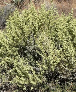 Fourwing Saltbrush Seeds - Atriplex Canescens Desert Shrub, 100 Seeds, Zones 2-9 - Image 5