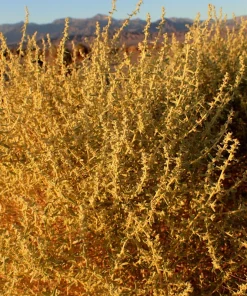 Fourwing Saltbrush Seeds - Atriplex Canescens Desert Shrub, 100 Seeds, Zones 2-9 - Image 6