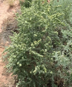 Fourwing Saltbrush Seeds - Atriplex Canescens Desert Shrub, 100 Seeds, Zones 2-9 - Image 7