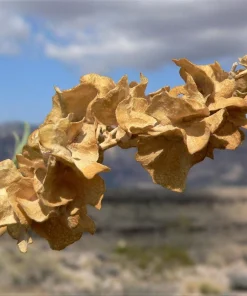 Fourwing Saltbrush Seeds - Atriplex Canescens Desert Shrub, 100 Seeds, Zones 2-9 - Image 8