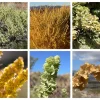 Fourwing Saltbrush Seeds - Atriplex Canescens Desert Shrub, 100 Seeds, Zones 2-9 - Image 1