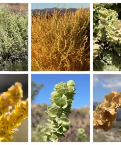 Fourwing Saltbrush Seeds - Atriplex Canescens Desert Shrub, 100 Seeds, Zones 2-9 - Image 1