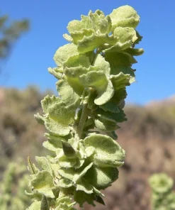Fourwing Saltbrush Seeds - Atriplex Canescens Desert Shrub, 100 Seeds, Zones 2-9 - Image 9