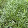 Fox Sedge Live Plant - Carex vulpinoidea in 3.5 Inch Pot, Full Sun to Part Shade - Image 1