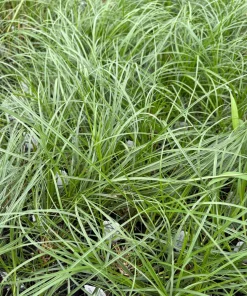 Fox Sedge Live Plant - Carex vulpinoidea in 3.5 Inch Pot, Full Sun to Part Shade - Image 1