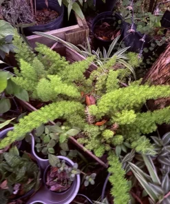 Foxtail Fern Live Plant - Asparagus densiflorus 'Meyeri' Ornamental Houseplant - Image 1
