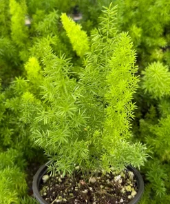 Foxtail Fern Live Plant – Asparagus Meyeri – 4 inch Pot – Indoor/Outdoor - Image 2