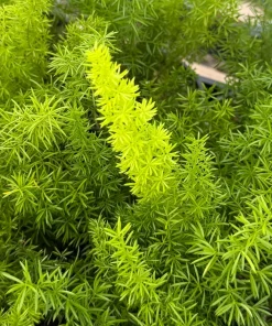 Foxtail Fern Live Plant – Asparagus Meyeri – 4 inch Pot – Indoor/Outdoor - Image 3
