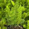 Foxtail Fern Live Plant – Asparagus Meyeri – 4 inch Pot – Indoor/Outdoor - Image 1
