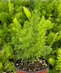Foxtail Fern Live Plant – Asparagus Meyeri – 4 inch Pot – Indoor/Outdoor - Image 1