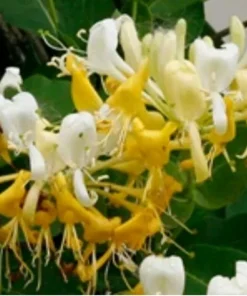 Fragrant Japanese Honeysuckle Live Plant - Sweet Scented Climbing Vine - Image 2
