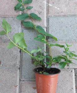 Fragrant Japanese Honeysuckle Live Plant - Sweet Scented Climbing Vine - Image 3