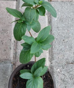 Fragrant Japanese Honeysuckle Live Plant - Sweet Scented Climbing Vine - Image 4