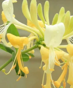 Fragrant Japanese Honeysuckle Live Plant - Sweet Scented Climbing Vine - Image 5