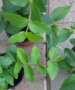 Fragrant Japanese Honeysuckle Live Plant - Sweet Scented Climbing Vine - Image 6