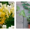 Fragrant Japanese Honeysuckle Live Plant - Sweet Scented Climbing Vine - Image 1