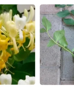 Fragrant Japanese Honeysuckle Live Plant - Sweet Scented Climbing Vine - Image 1