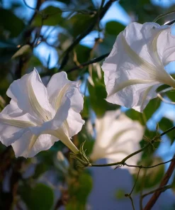 Fragrant Moon Vine Seeds – 15 Night Blooming White Flower Seeds – Ipomoea alba - Image 2