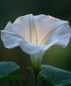 Fragrant Moon Vine Seeds – 15 Night Blooming White Flower Seeds – Ipomoea alba - Image 3