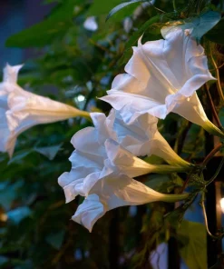 Fragrant Moon Vine Seeds – 15 Night Blooming White Flower Seeds – Ipomoea alba - Image 4