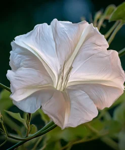 Fragrant Moon Vine Seeds – 15 Night Blooming White Flower Seeds – Ipomoea alba - Image 5