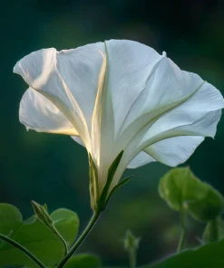 Fragrant Moon Vine Seeds – 15 Night Blooming White Flower Seeds – Ipomoea alba - Image 6