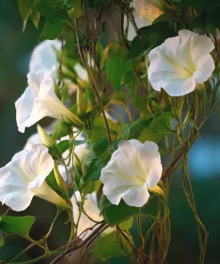 Fragrant Moon Vine Seeds – 15 Night Blooming White Flower Seeds – Ipomoea alba - Image 7