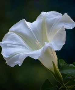 Fragrant Moon Vine Seeds – 15 Night Blooming White Flower Seeds – Ipomoea alba - Image 8